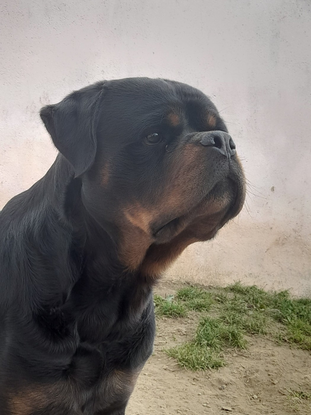 Hektor haus of lazic